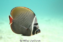 Red Tailed Butterflyfish by Miles Jackson 